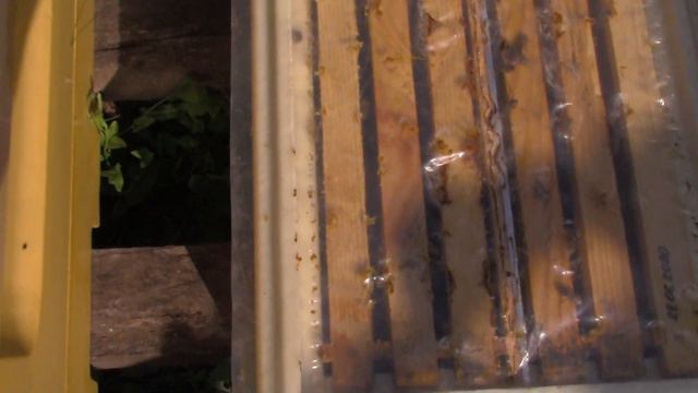 Пчеловодство.Шестирамочник Лебедева Дениса BEENUK в работе... смотреть онлайн