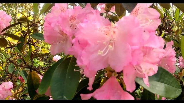 Haaga Rhododendron Park | HD | (Haagan Alppiruusupuisto) | FINLAND смотреть онлайн
