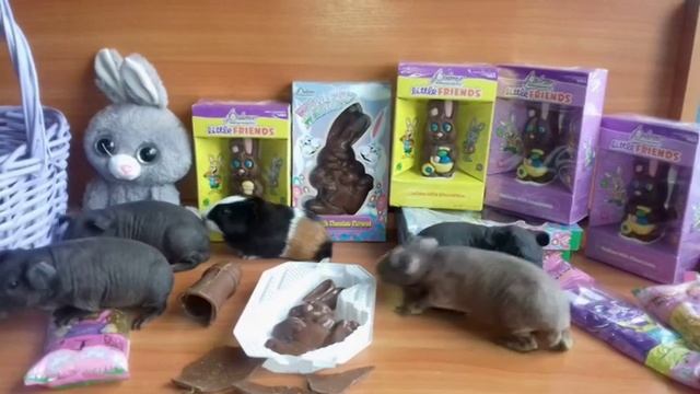 Морская свинка и шоколадные зайцы. смотреть онлайн