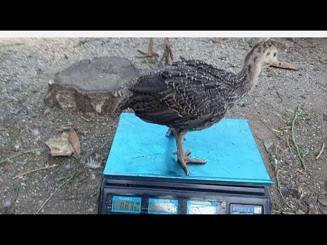 Взвешивание индюшат в 3 недели смотреть онлайн