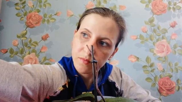 Как проводить обработки от вредителей и болезней, удобрять орхидеи на практике. смотреть онлайн