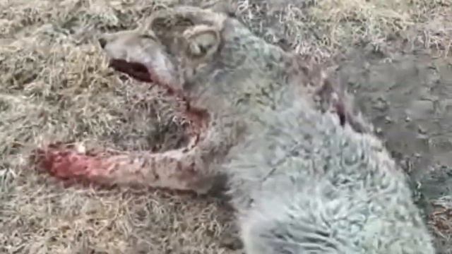 (Охота на волка) Киргизия Иссык-кульская область Тонский района