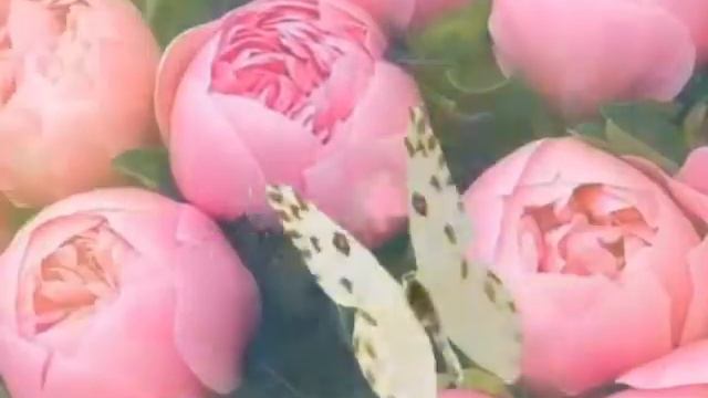 С ДОБРЫМ УТРОМ???ПОЗИТИВНОЕ ПОЖЕЛАНИЕ ДЛЯ ПОДНЯТИЯ НАСТРОЕНИЯ????? смотреть онлайн