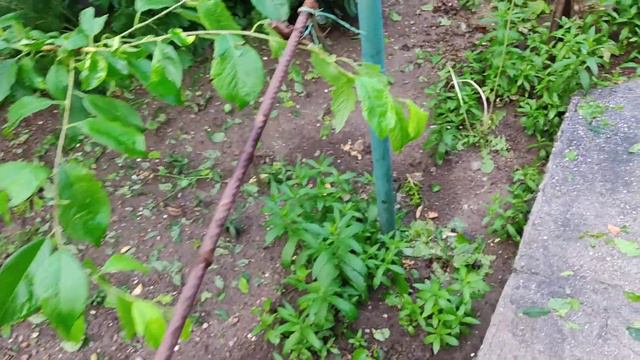 Град пожалел нас ,потери ,есть но все не так плохо