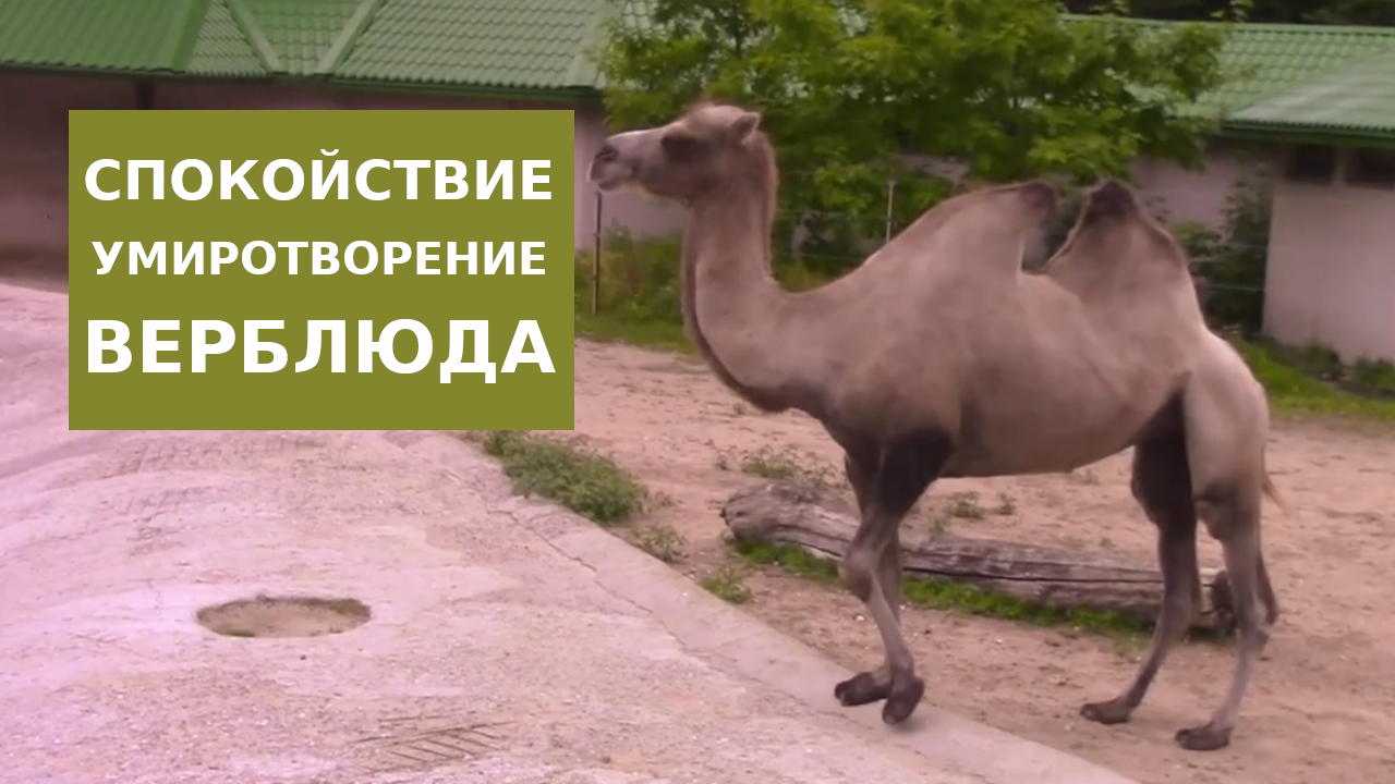 Верблюд и спокойствие смотреть онлайн
