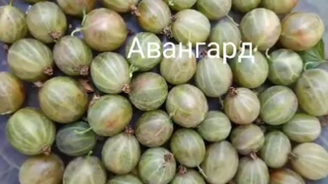 Агрус 2020 Уральський розовий, Берилл, Ковчег, Гранд, Шалун, Аристократ, Аванга смотреть онлайн