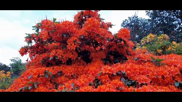 Azalea plant || Beauty of orange Azalea plant|| Lovely day смотреть онлайн