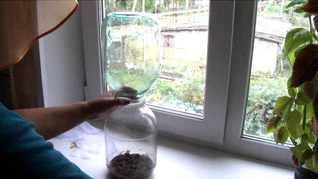 Корм для аквариумных рыбок плодовая муха дрозофила смотреть онлайн