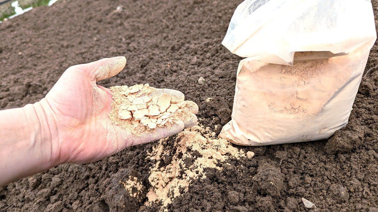 Навоз мне больше не нужен! Осень насыпаю на грядки такую муку земля становится жирная и плодородная. смотреть онлайн