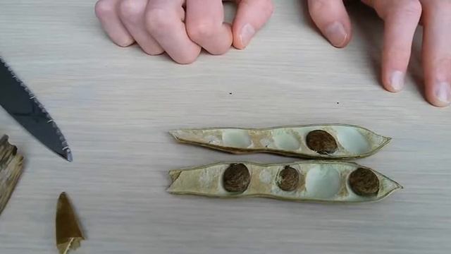 How To Grow Wisteria From Seed (Wisteria Sinensis)
