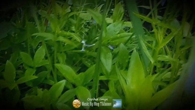 Сердца стук (Heartbeat) (Музыка, стихи) смотреть онлайн