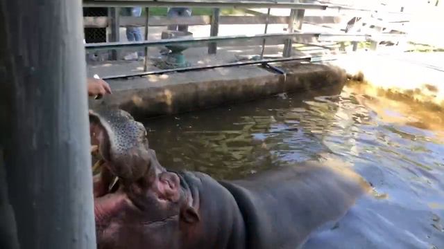 Бегемот Джамбо с зоопарка Алматы. Orda.kz смотреть онлайн