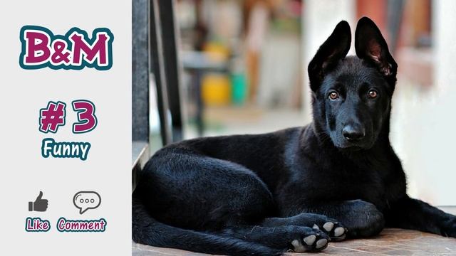 Dog Crying and Whining Loud [ Sound Effect of 5 Crying Dogs ] смотреть онлайн