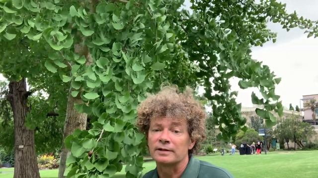 Ginkgo Or Maidenhair Tree - Gingko Biloba