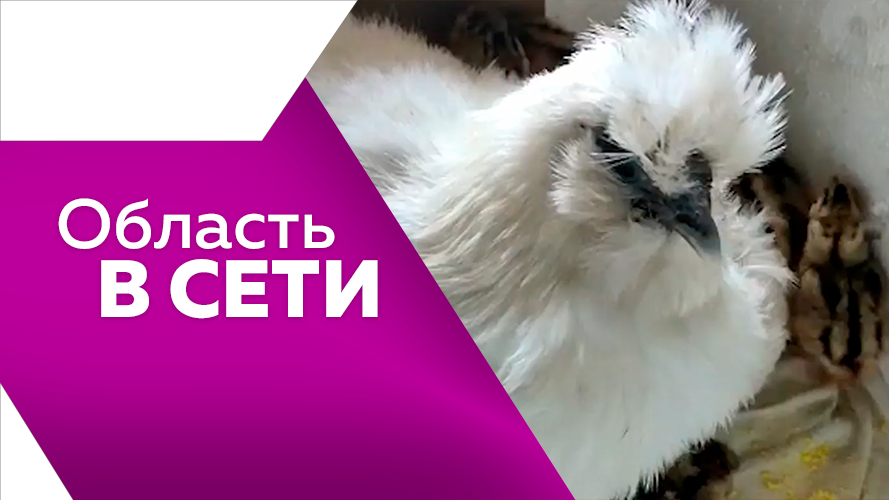 Программа"Область в сети №168 смотреть онлайн