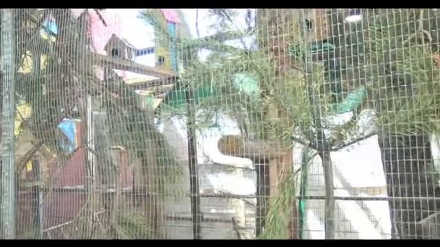 И лисята, и бельчата! смотреть онлайн