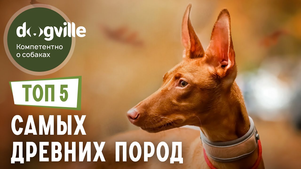 ТОП 5 САМЫХ ДРЕВНИХ пород собак смотреть онлайн