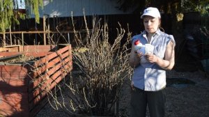 Чем опрыскать по зеленому конусу