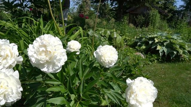 Пион Омео Сноу -Omeo Snow -Омео 2000г смотреть онлайн