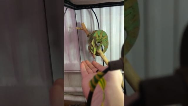 Хамелеон ест муху смотреть онлайн