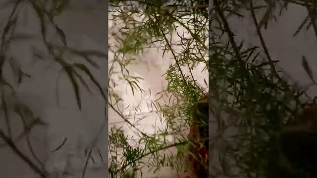 МОЙ АСПАРАГУС МЕЙЕРА смотреть онлайн