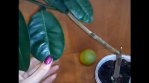 Помело Как вырастить в Квартире Уход Плоды Помело Лимоны дома Pomelo Шеддок февраль набирает цвет