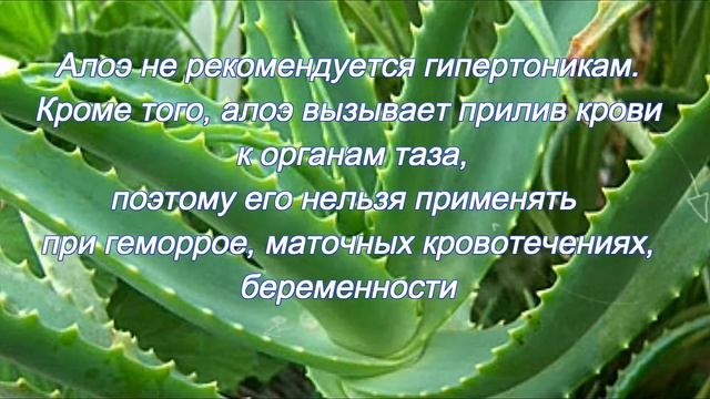 Растения - лекари не для всех