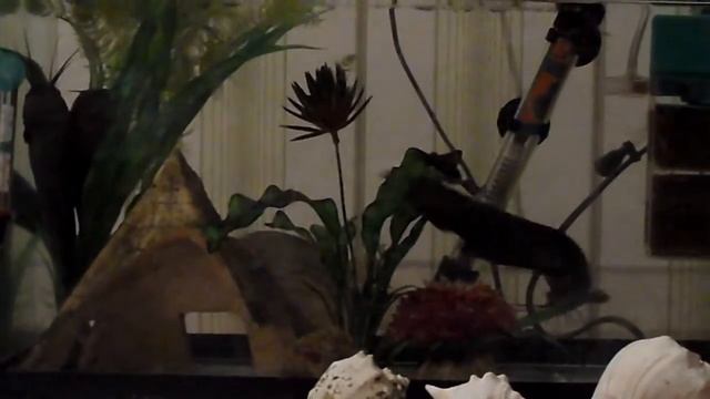 Аквариум с рыбами Мешкожаберный сом + Цихлазома бриллиантовая смотреть онлайн