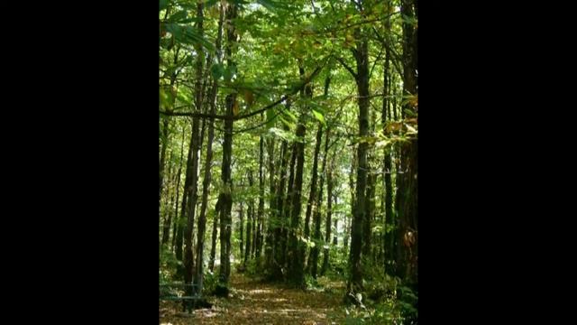 Il boschetto di Genzano di Roma смотреть онлайн