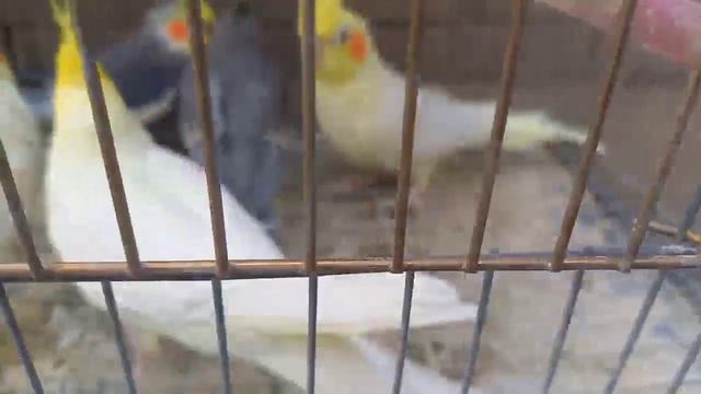 تقرير اسعار العصافير والبغبغانات بأرقام اصحابها مباشر من سوق السيدة عائشة السبت ٢٦ مارس الجزء الاول