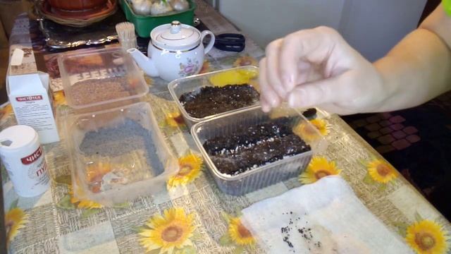 14.КАТАРАНТУСЫ-ПОСЕВ СЕМЯН В ФЕВРАЛЕ,ДЛЯ РАННЕГО ЦВЕТЕНИЯ!!!ШИКАРНОЕ И ДОСТОЙНОЕ ВНИМАНИЯ РАСТЕНИЕ смотреть онлайн