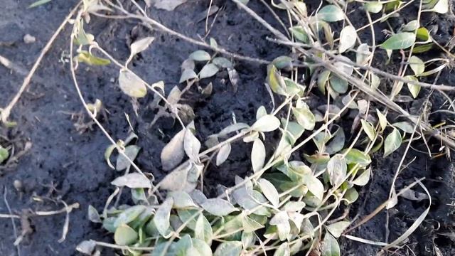 КАКИЕ МНОГОЛЕТНИЕ ЦВЕТЫ ЗИМУЮТ БЕЗ УКРЫТИЯ. смотреть онлайн