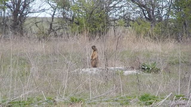 Сурок- Байбак с.Погромец Волоконовский район, Белгородская область смотреть онлайн