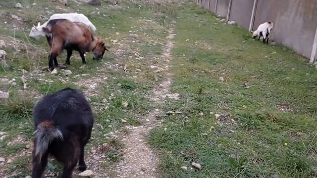 Беременность у козы // Как определить беременность // Первый уход за малышами смотреть онлайн