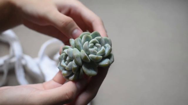 TWIN HEADS! Korean Succulent Unboxing + Potting || Plant Haul #3 смотреть онлайн
