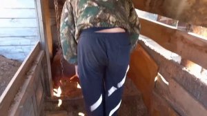 ‼️## Вес поросят в два месяца##‼️Породы Кантор и Дюрок ##‼️