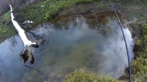 ЛОВИМ ЩУКУ ПЕТЛЁЙ, как осенью поймать щуку удавкой #ru_kompass #fishing #рыбалка #щука