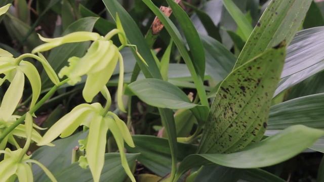 PKM GFK 2020 | Life On Land | Membumikan Anggrek Hitam (Coelogyne Pandurata) Di Kalimantan Barat смотреть онлайн