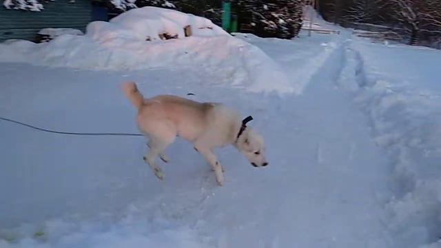 Алабай в Бухте Радости смотреть онлайн