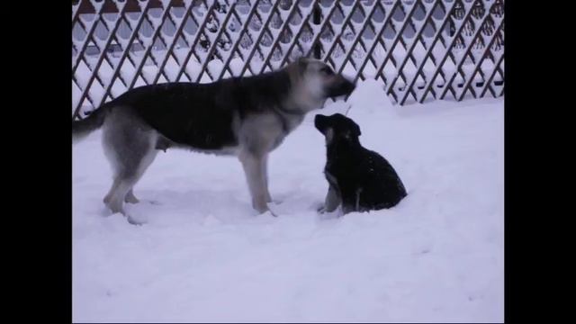 SALE Щенки Восточноевропейской овчарки д/р 06.01.2017г. смотреть онлайн