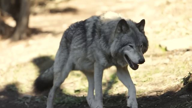 Весь мир сошел с ума, увидев что сделал волк с ребёнком!
