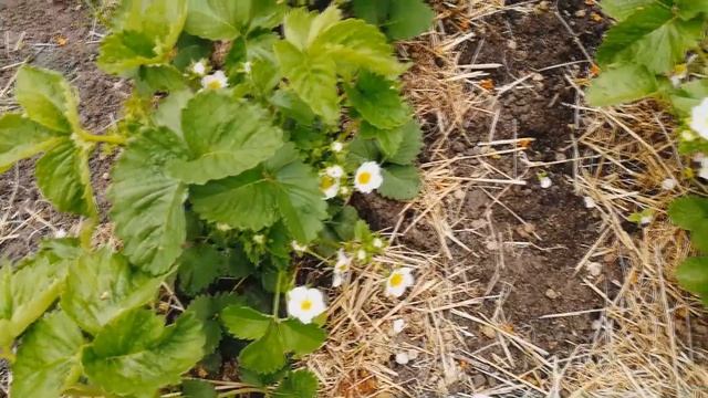 Уход за клубникой во время цветения и плодоношения смотреть онлайн