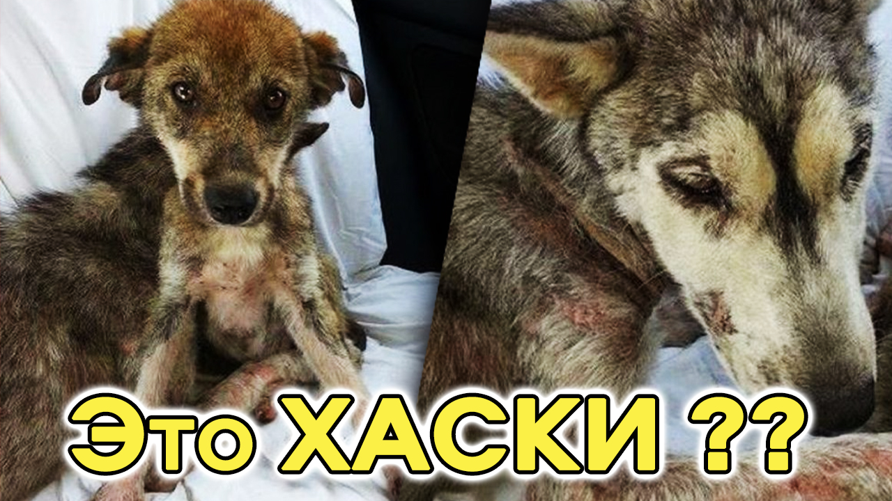 Разве они были похожи на ХАСКИ? Собаки голодали, болели и находились на краю гибели. смотреть онлайн