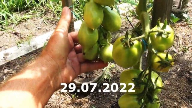 Томат Король Гумберт детерминантный кубовидный с носиком красные смотреть онлайн