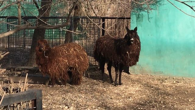 Чьи родственники альпаки и ламы? Тайган смотреть онлайн