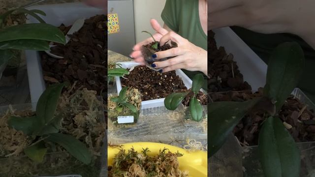 Замена мха у фласочных орхидей смотреть онлайн