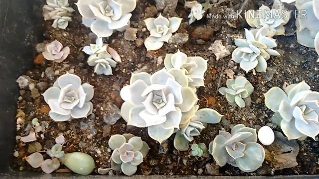 Suculenta Echeveria Lilacina. смотреть онлайн