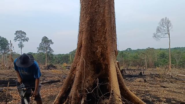 tumbang pohon besar dikebun baru||masak makan seadanya dikem.!! смотреть онлайн