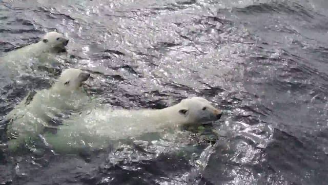 Белые медведи в Карском море смотреть онлайн