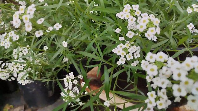 Алиссум Snow Princess смотреть онлайн